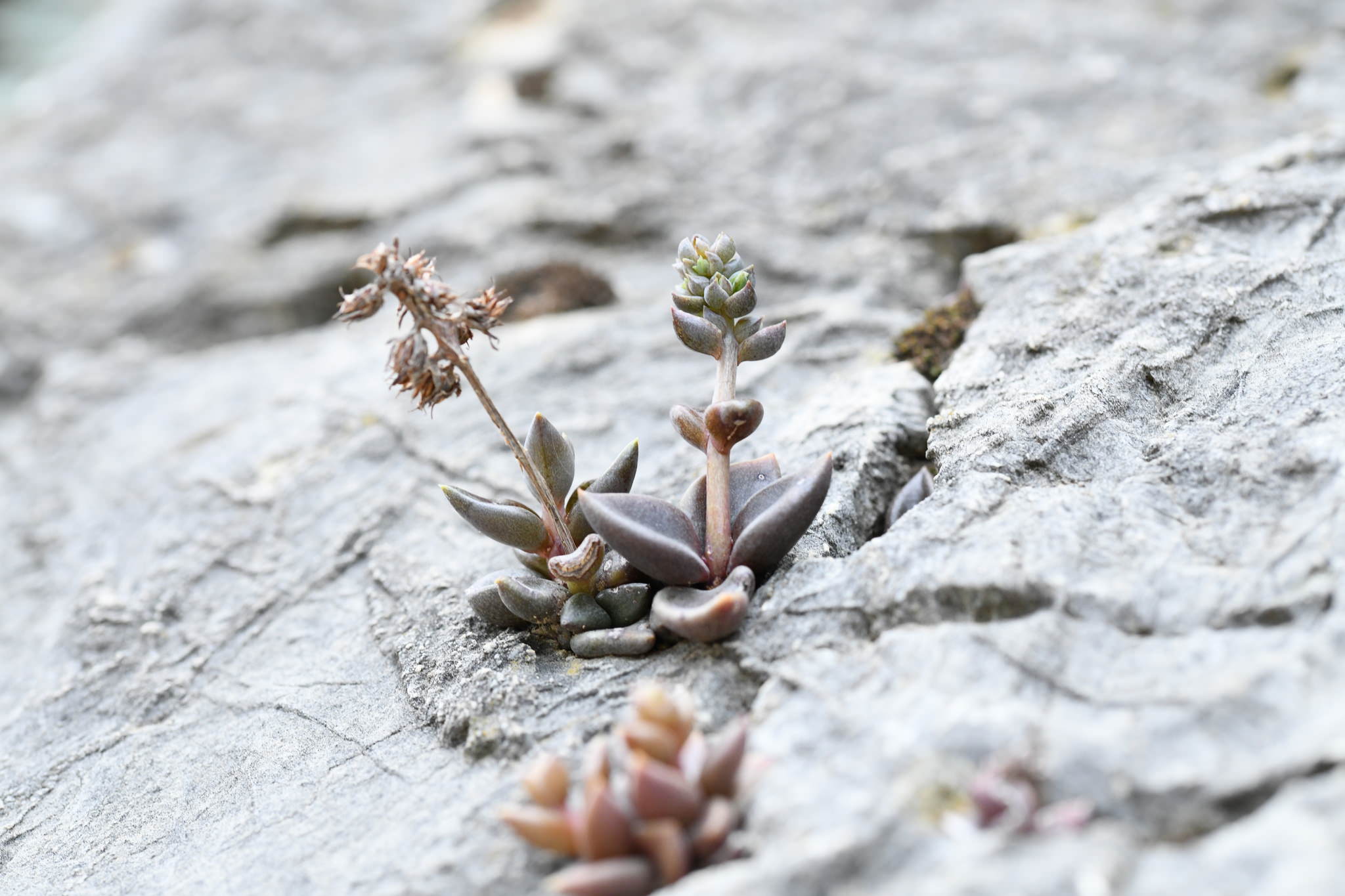 Lenophyllum acutifolium